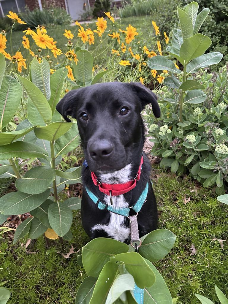 Enlarge Mac, a Adoptable mixed breed in Columbia, MO image 6/6