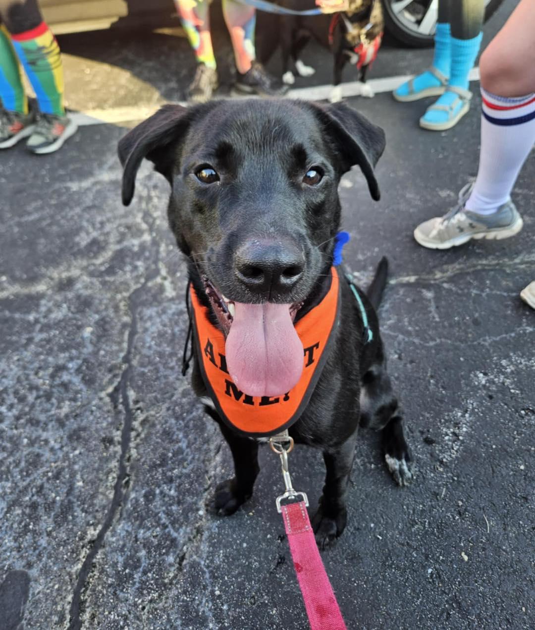 Mac, Adoptable, Young Male Labrador Retriever.