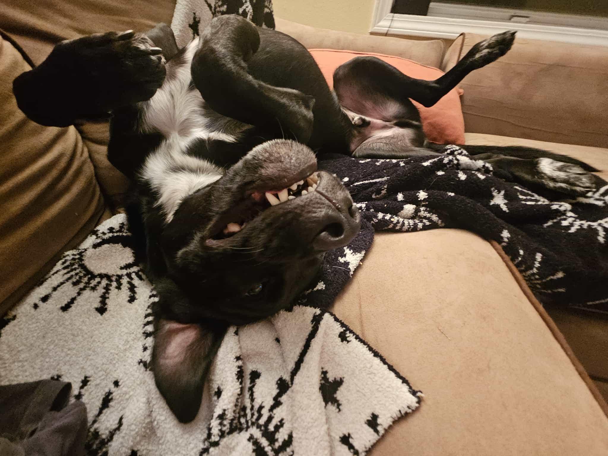 Enlarge Mac, a Adoptable mixed breed in Columbia, MO image 4/6