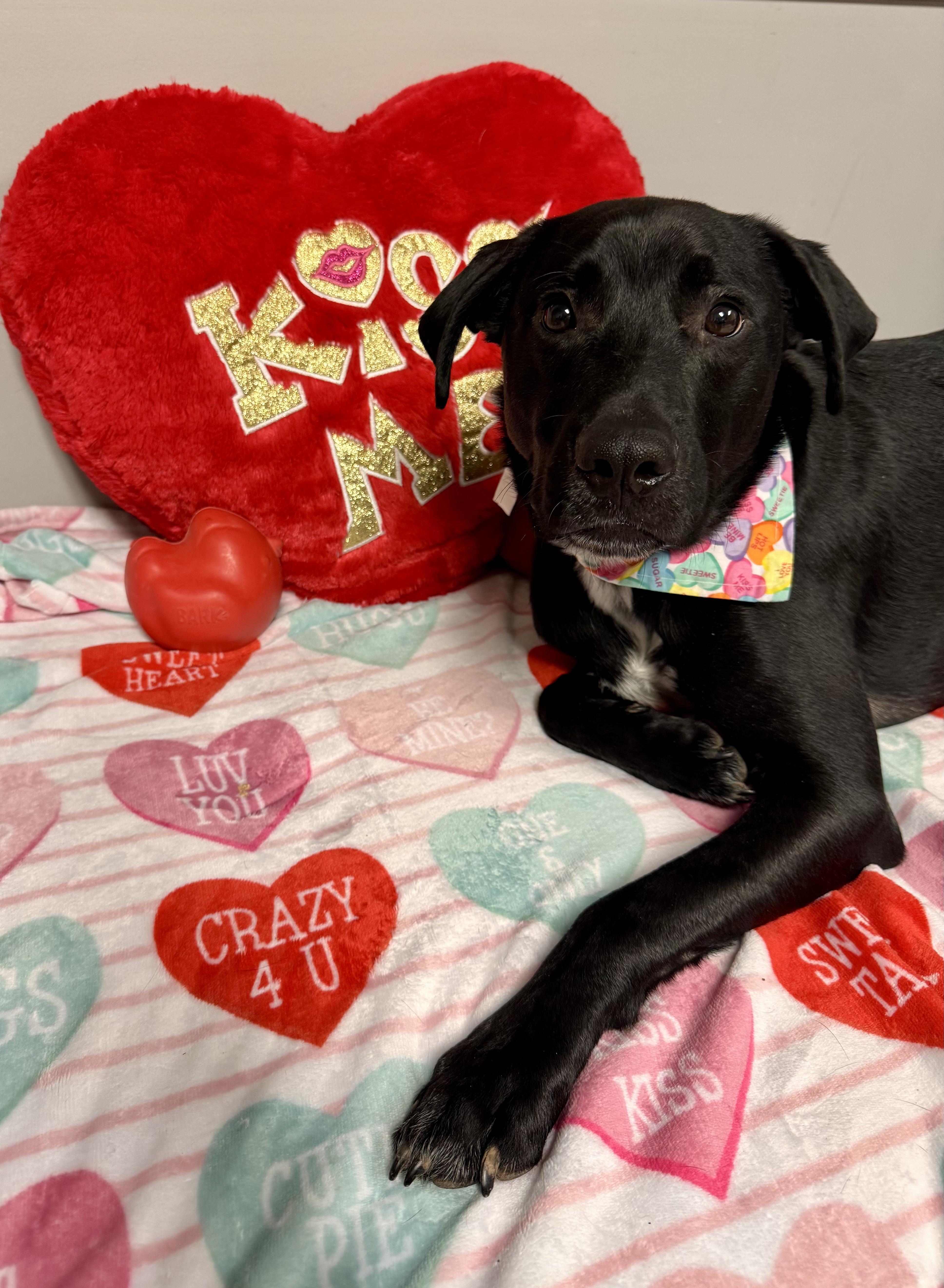 Mac, Adoptable, Young Male Labrador Retriever.