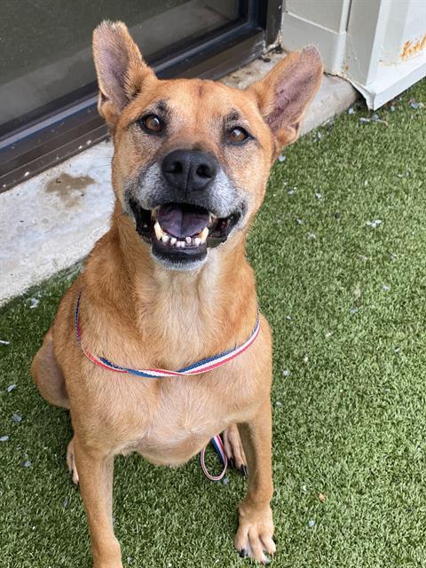 HAMMY, Adoptable, Senior Male Labrador Retriever.