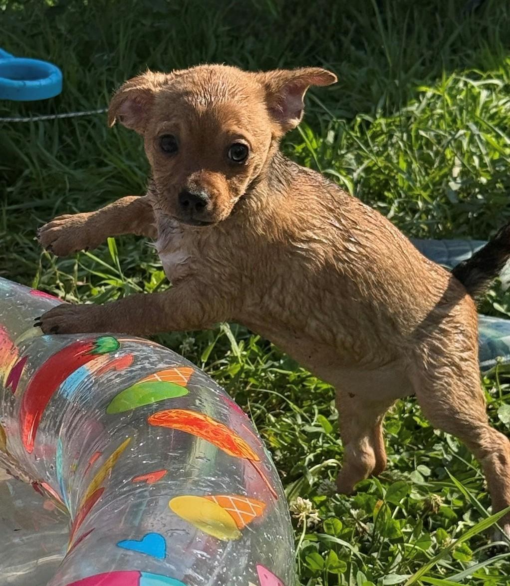 Spicy, adopted, Puppy Female Chihuahua.