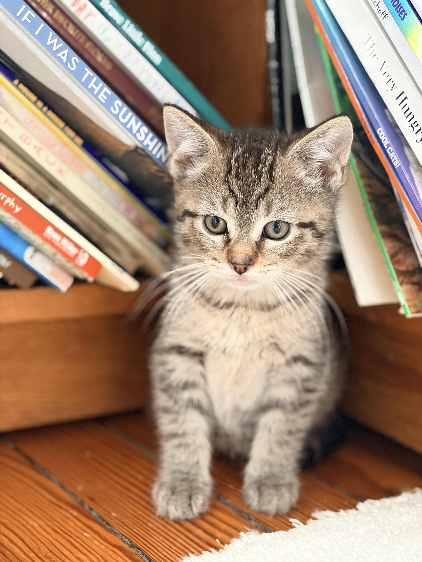 Linky, Adopted, Kitten Male Domestic Short Hair.