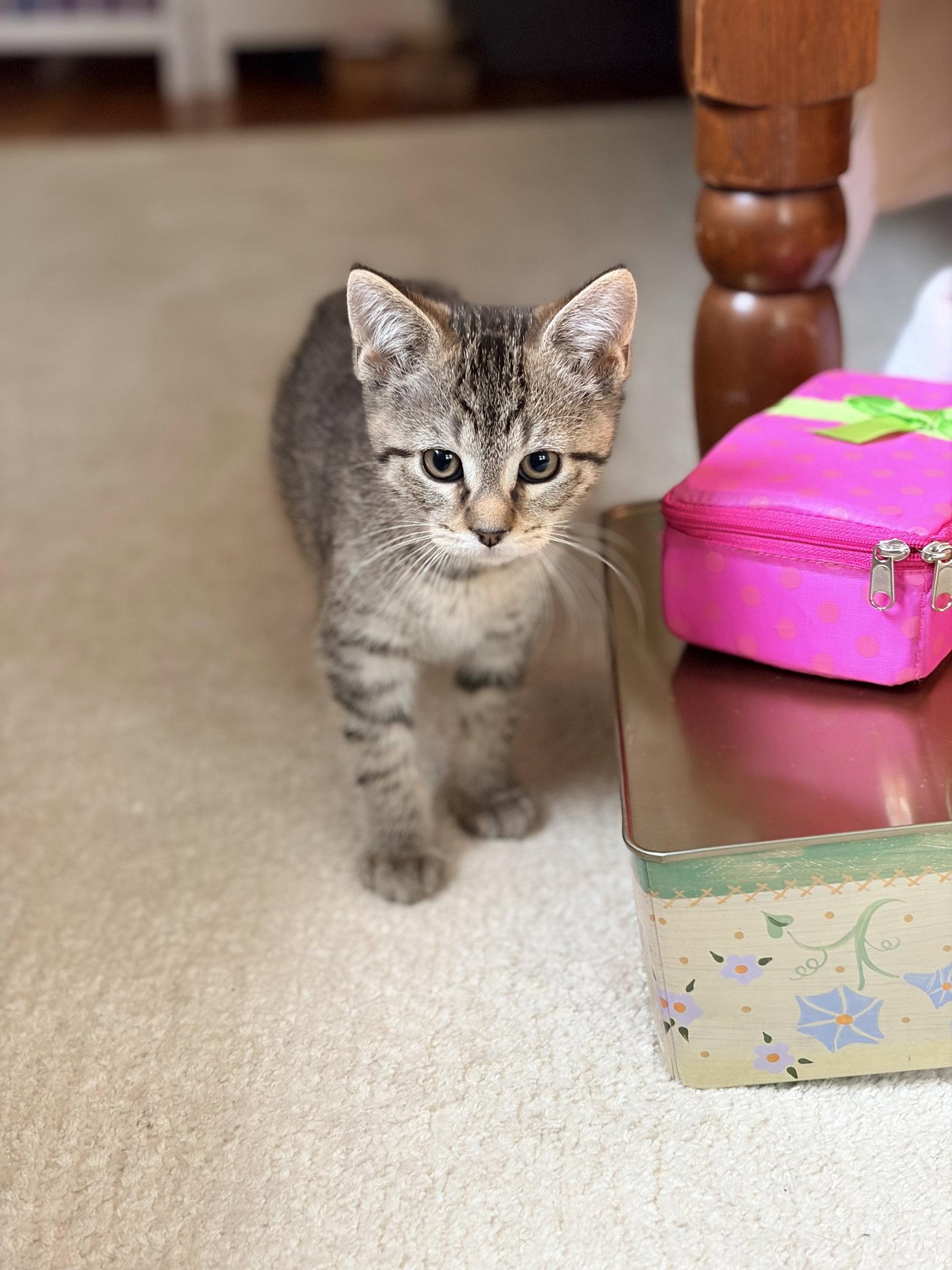 Enlarge Linky, a Adopted Domestic Short Hair in Broomall, PA image 2/3
