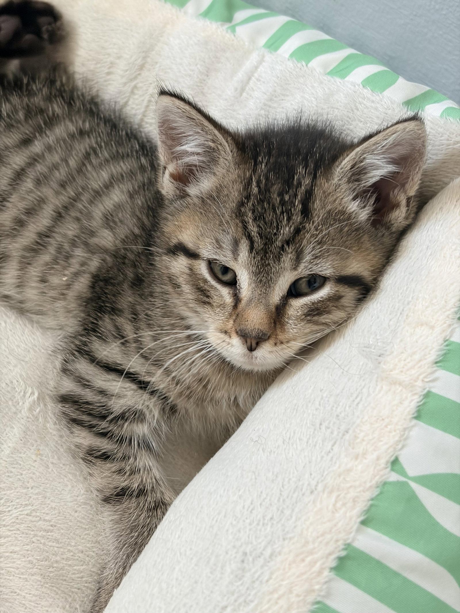Enlarge Linky, a Adopted Domestic Short Hair in Broomall, PA image 3/3