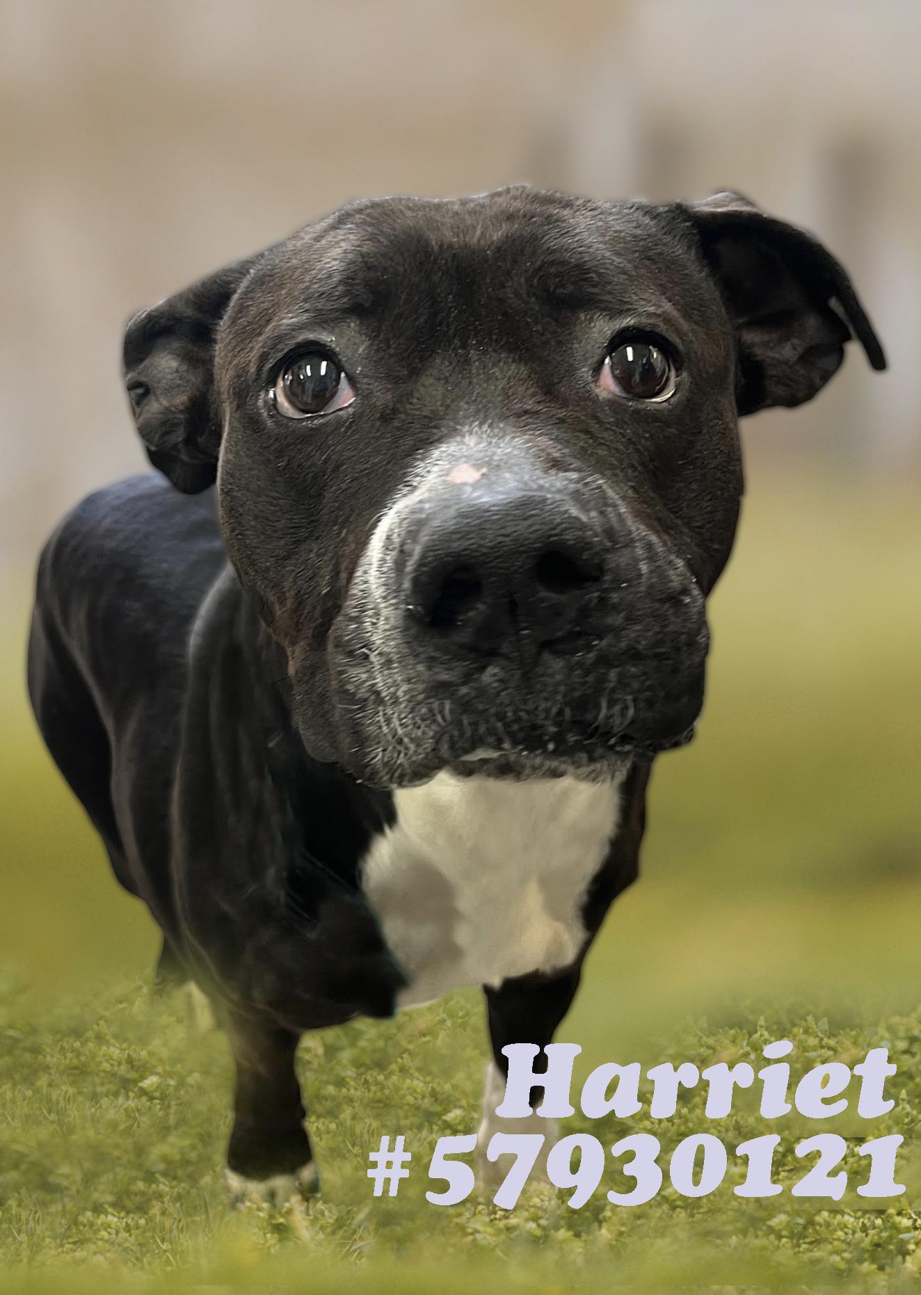 Harriet