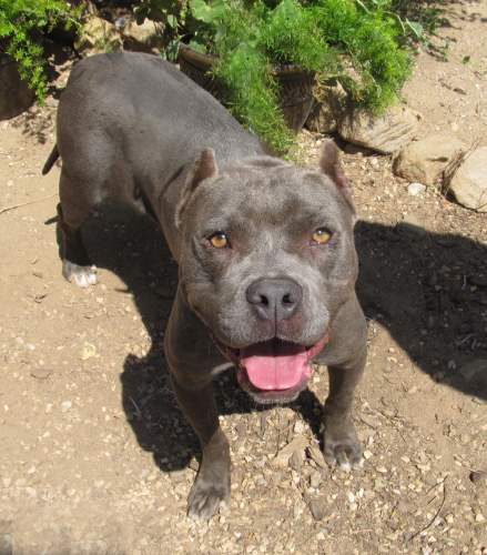 NAOMI SR. SWEETIE, a Adoptable Staffordshire Bull Terrier in Acton, CA image 1/6