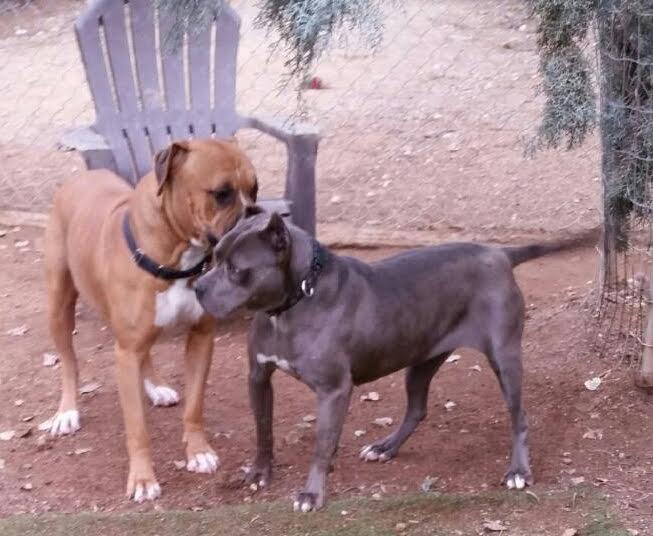 NAOMI SR. SWEETIE, a Adoptable Staffordshire Bull Terrier in Acton, CA image 3/6