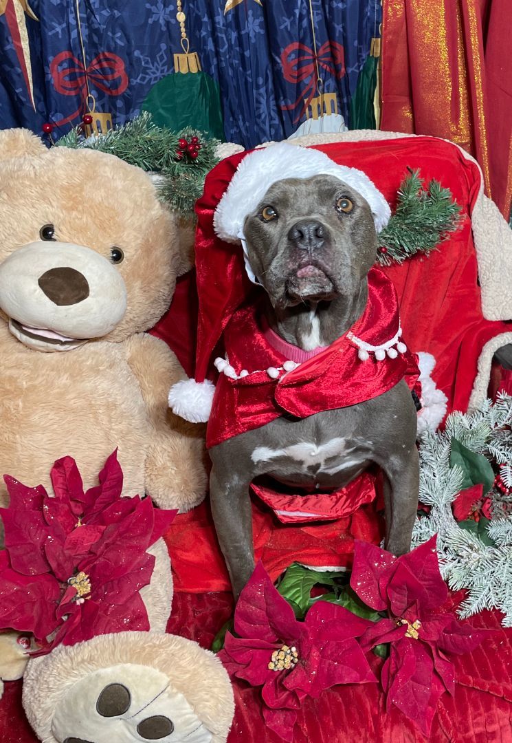 NAOMI SR. SWEETIE, a Adoptable Staffordshire Bull Terrier in Acton, CA image 4/6