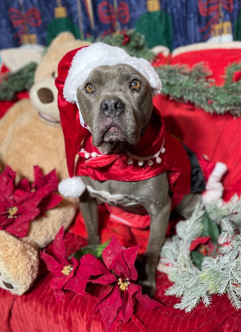 NAOMI SR. SWEETIE, a Adoptable Staffordshire Bull Terrier in Acton, CA image 5/6