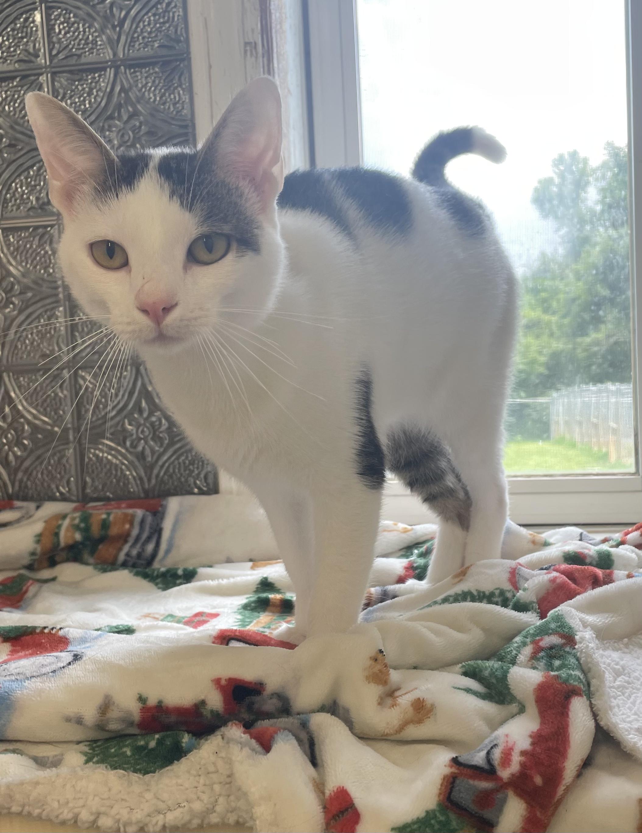 Winston, an adopted Domestic Short Hair in McKenzie, TN image 3/3