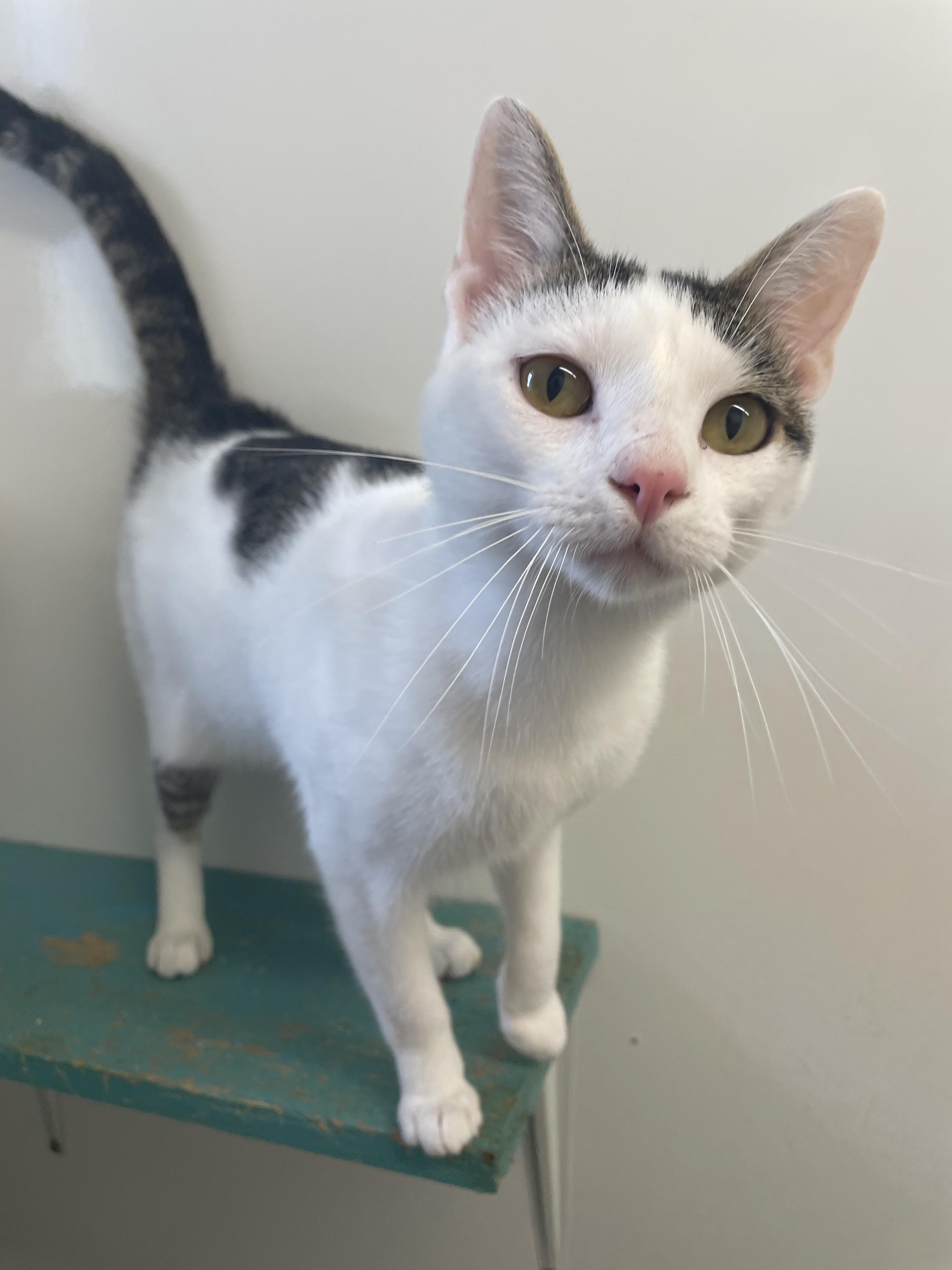 Winston, an adopted Domestic Short Hair in McKenzie, TN image 1/3