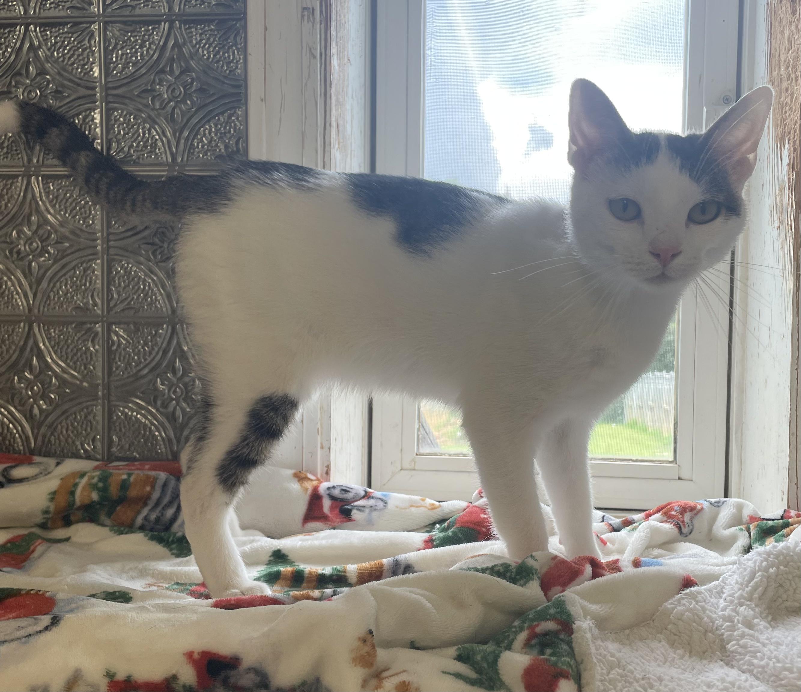 Winston, an adopted Domestic Short Hair in McKenzie, TN image 2/3