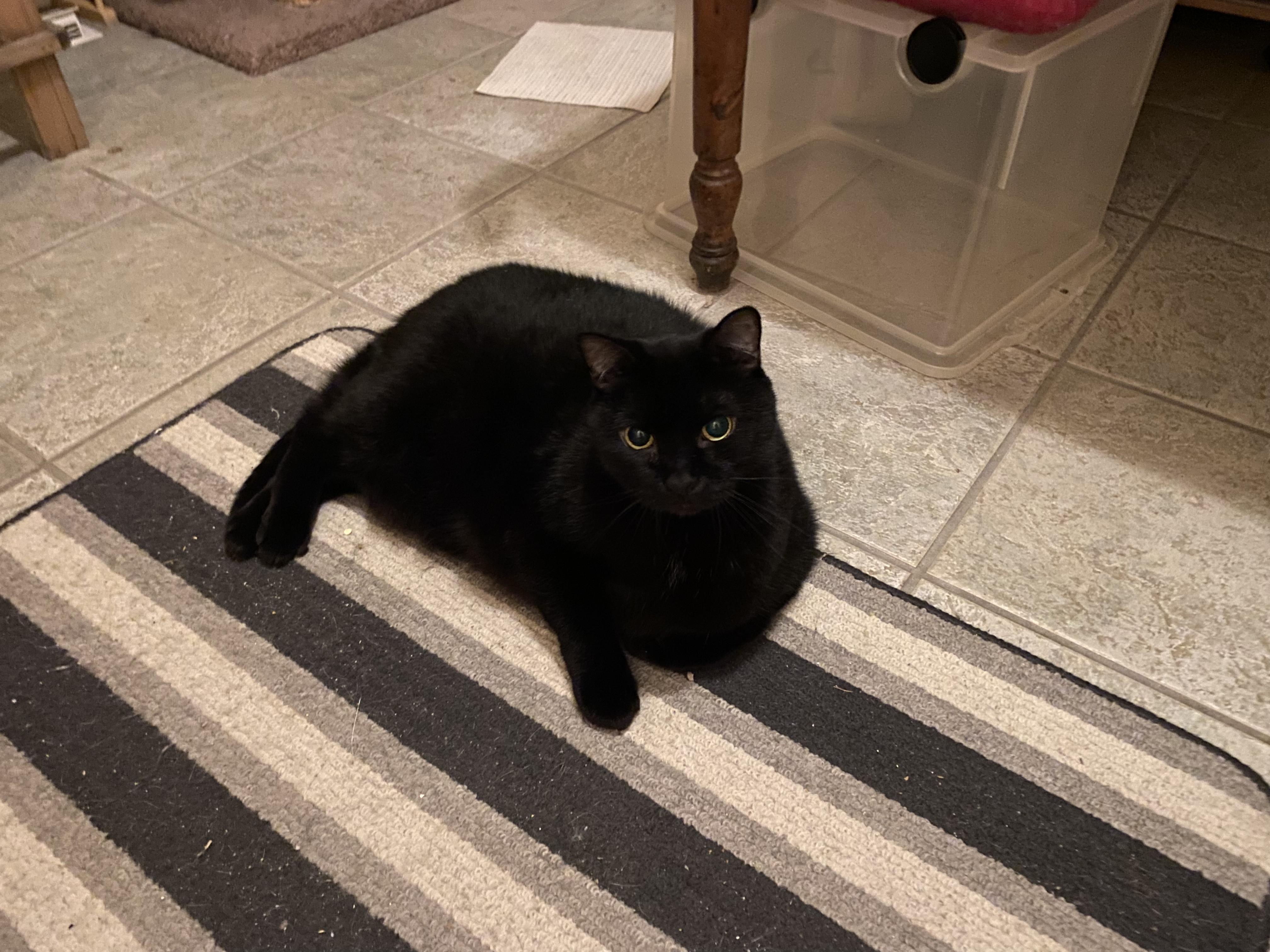 Enlarge Midnight (Bonded with Brutus), a Adoptable Domestic Short Hair in Everett, ON image 3/4