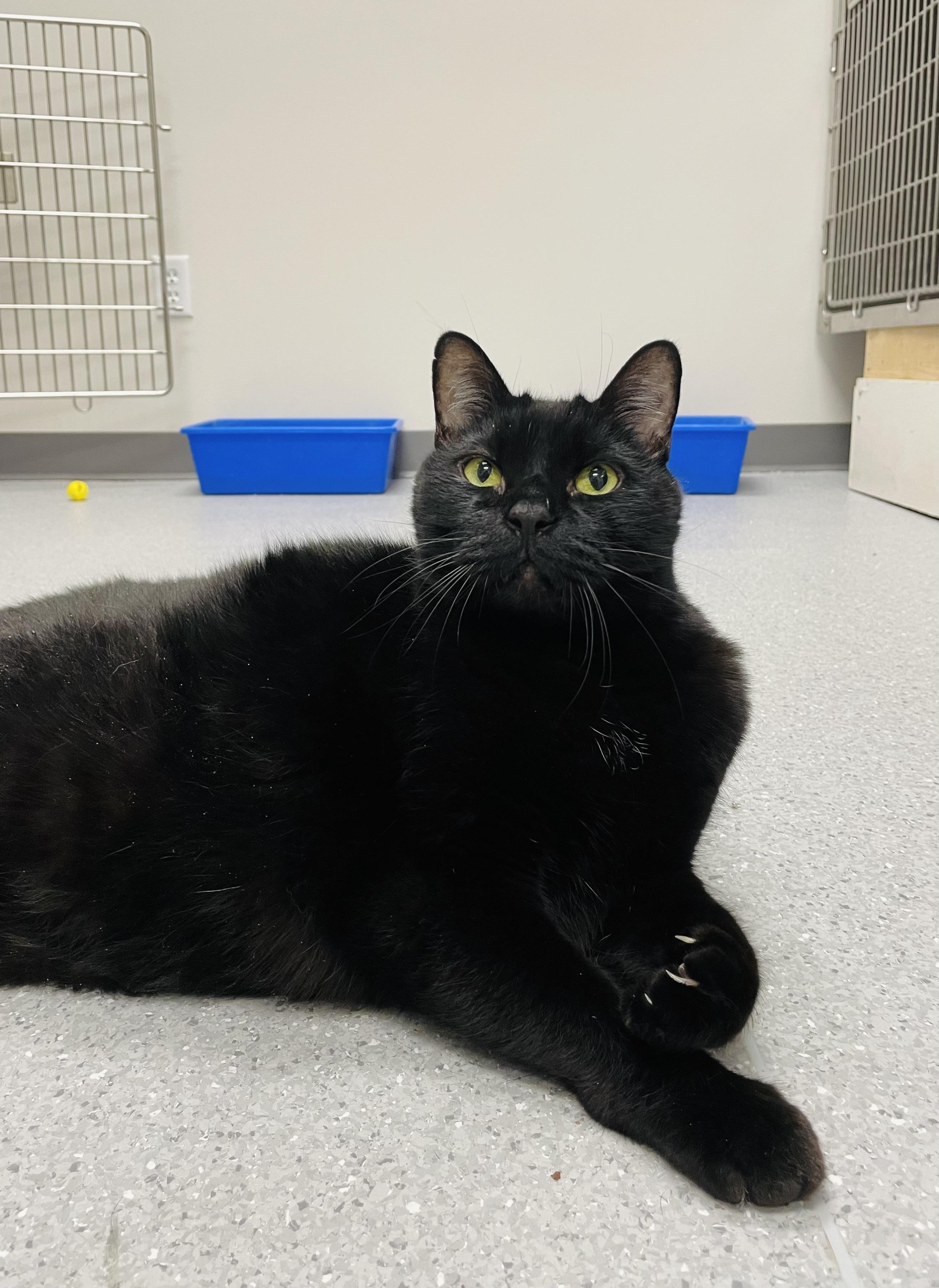 Enlarge Midnight (Bonded with Brutus), a Adoptable Domestic Short Hair in Everett, ON image 2/4