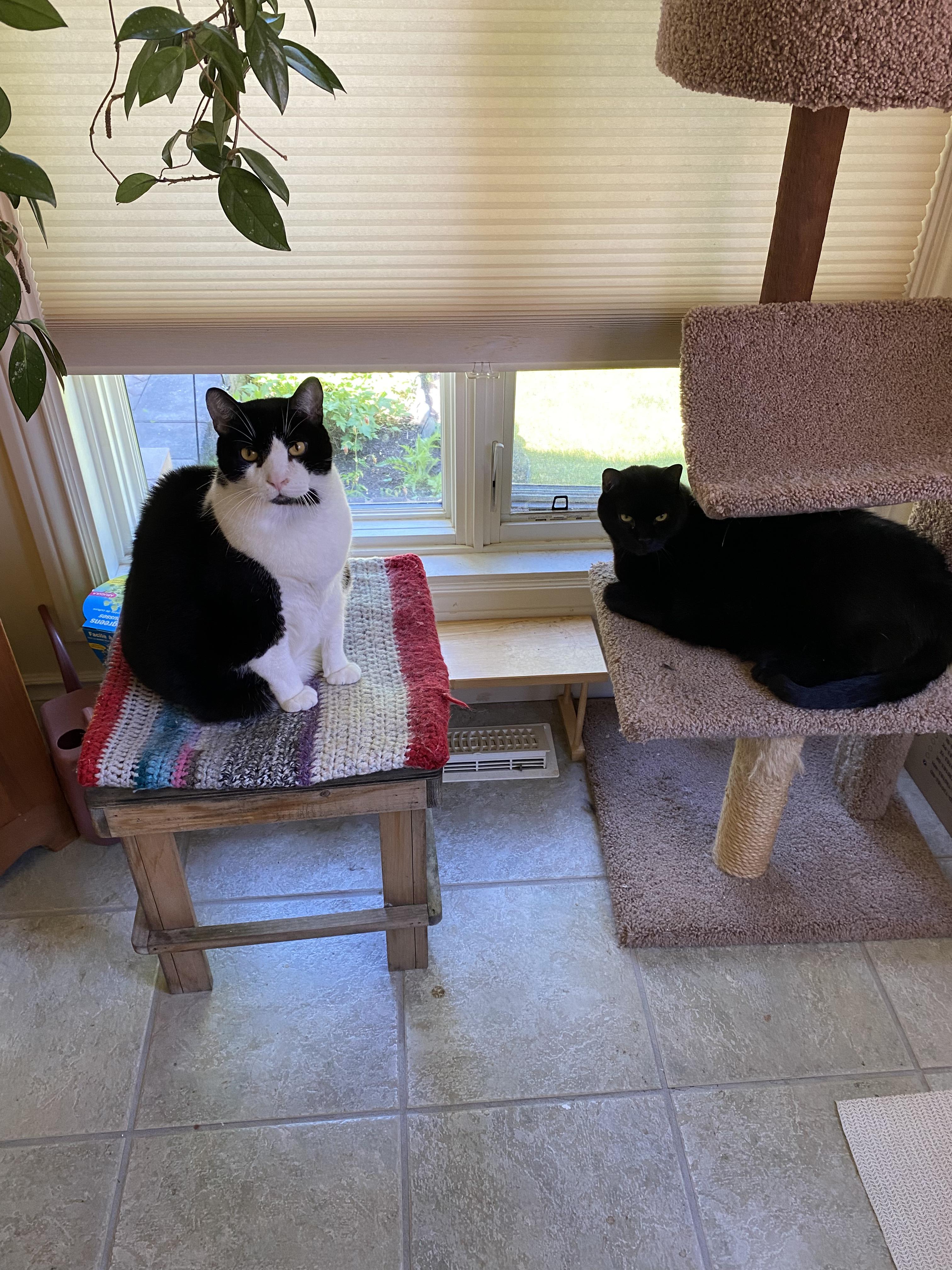 Enlarge Midnight (Bonded with Brutus), a Adoptable Domestic Short Hair in Everett, ON image 4/4