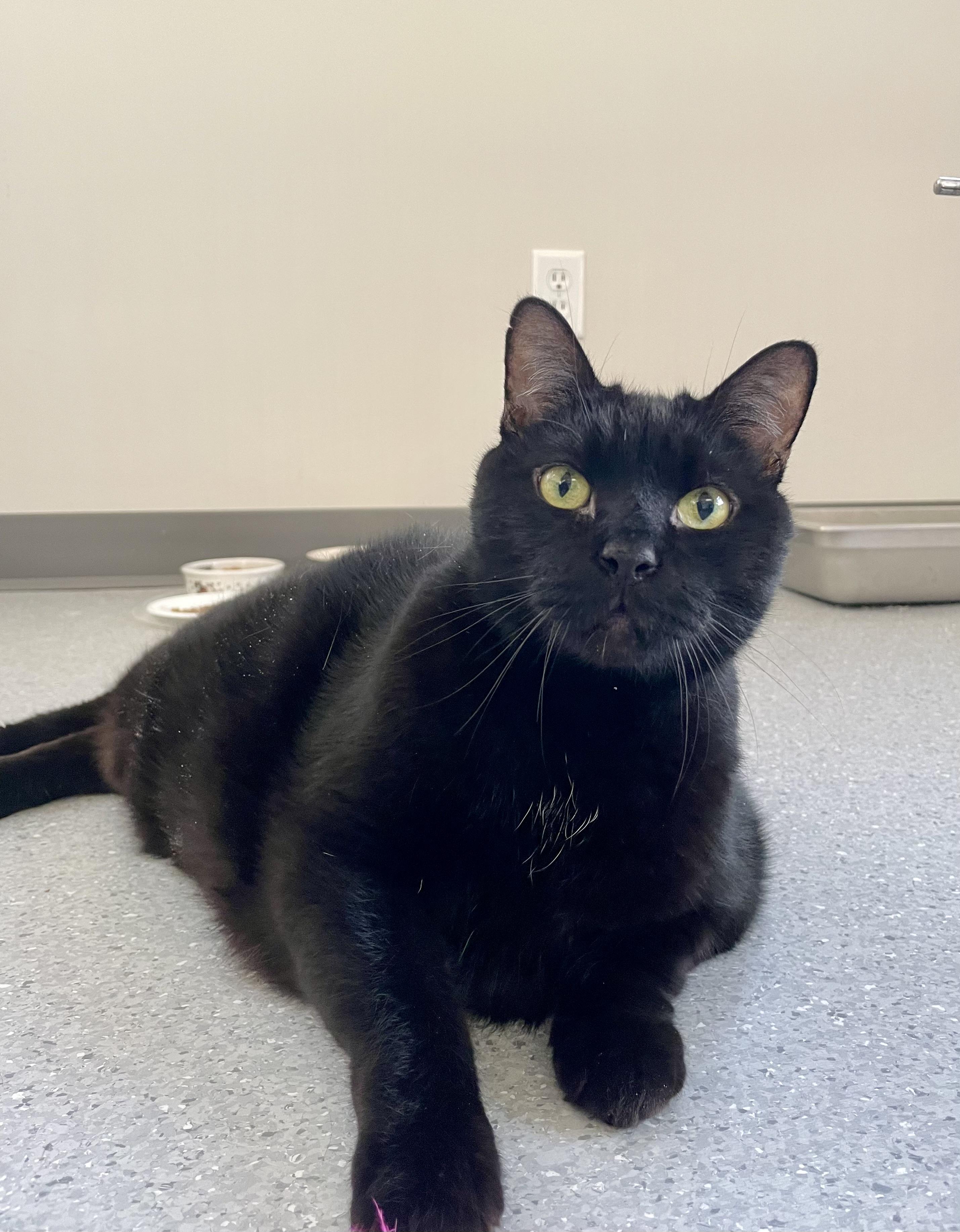 Midnight (Bonded with Brutus), Adoptable, Senior Male Domestic Short Hair.