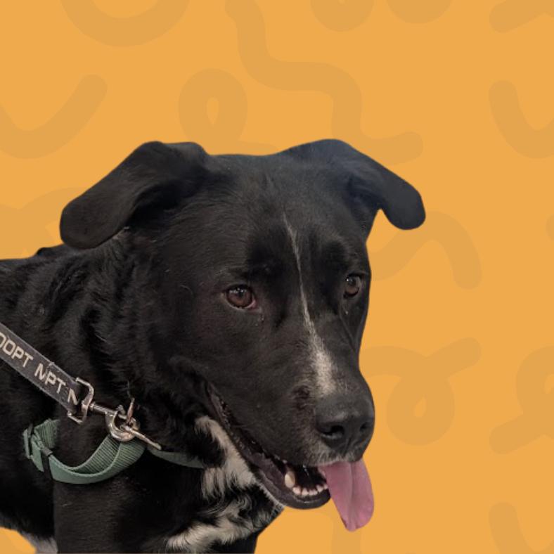 Enlarge Detective, a Adoptable Pit Bull Terrier in Reno, NV image 2/6