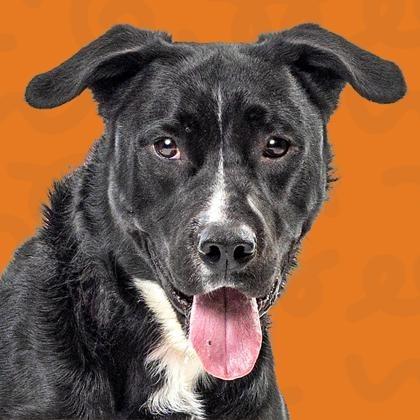 Enlarge Detective, a Adoptable Pit Bull Terrier in Reno, NV image 3/6