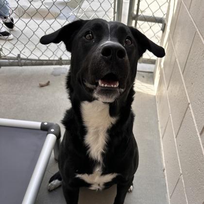 Enlarge Detective, a Adoptable Pit Bull Terrier in Reno, NV image 4/6