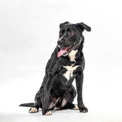 Enlarge Detective, a Adoptable Pit Bull Terrier in Reno, NV image 5/6