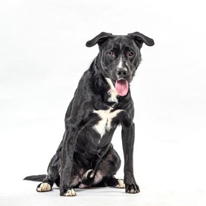Enlarge Detective, a Adoptable Pit Bull Terrier in Reno, NV image 6/6