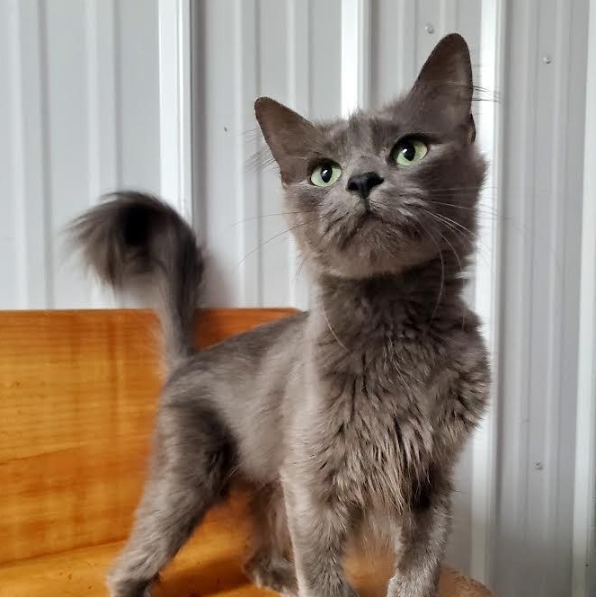 Enlarge Petunia, an adopted Domestic Medium Hair in Marseilles, IL image 1/1
