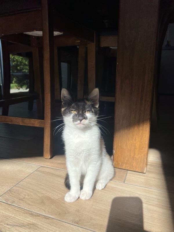 Marie, a Adopted Domestic Short Hair in chino, CA image 2/6