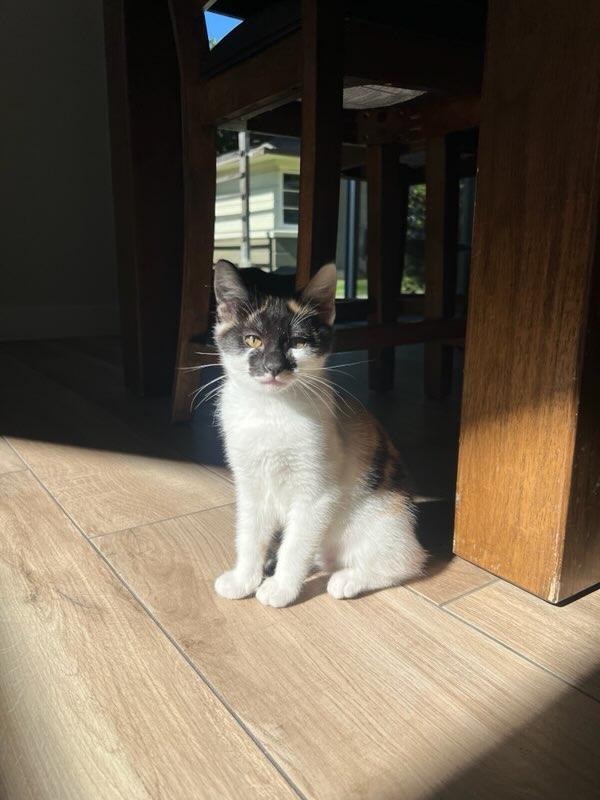 Marie, a Adopted Domestic Short Hair in chino, CA image 5/6