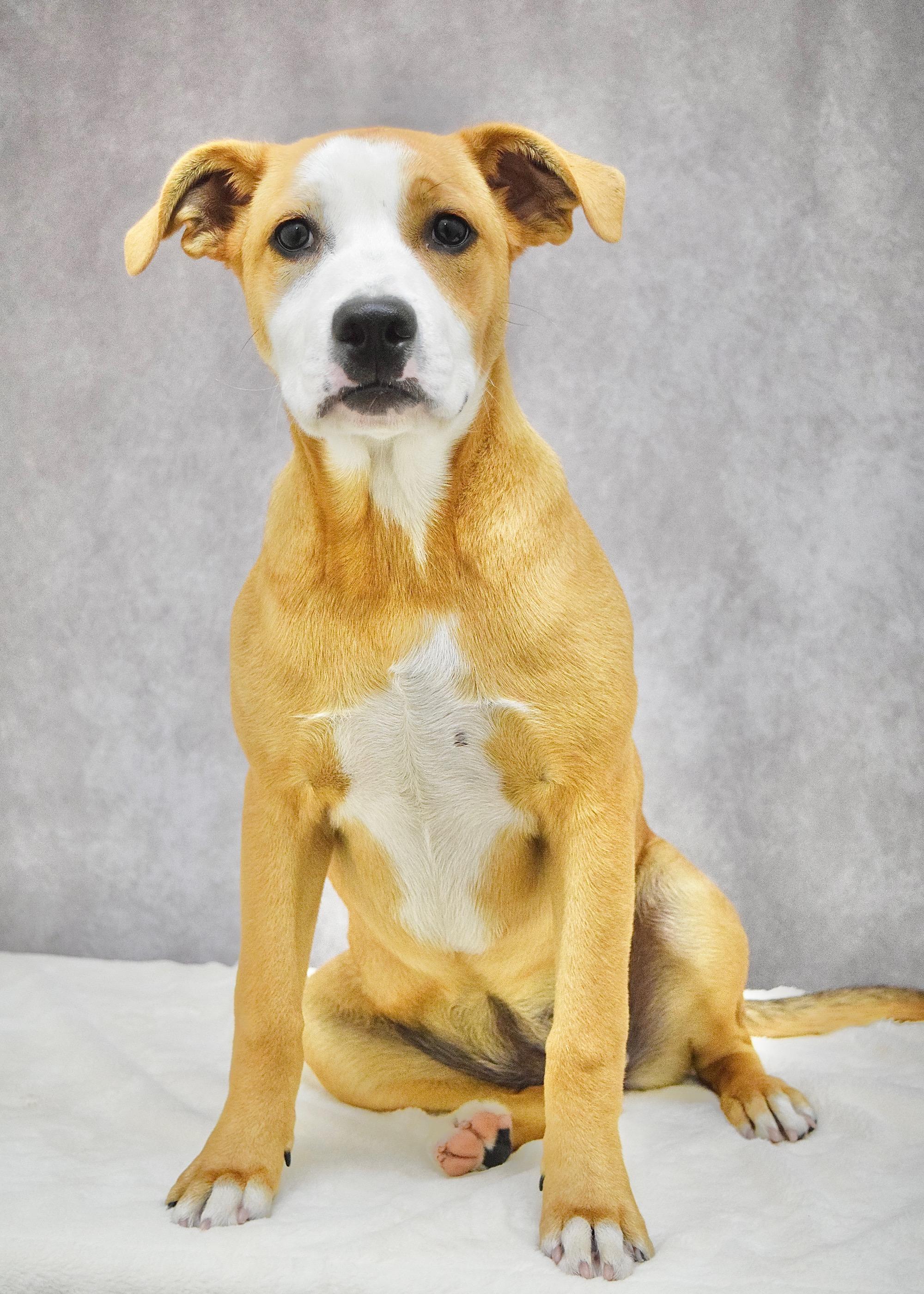 Jenny, a ADOPTABLE Pit Bull Terrier in Dublin, CA image 2/5