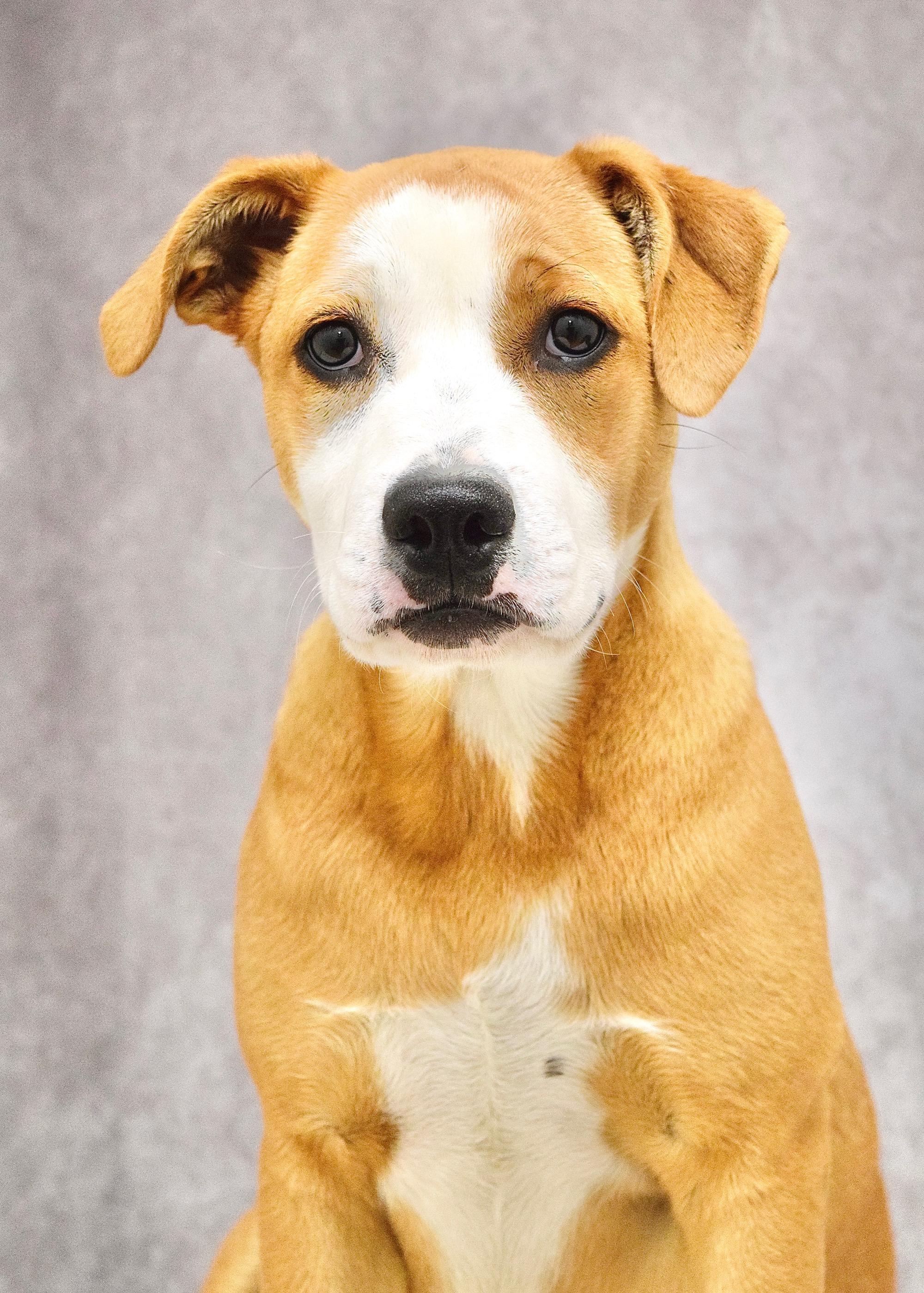 Jenny, a ADOPTABLE Pit Bull Terrier in Dublin, CA image 5/5
