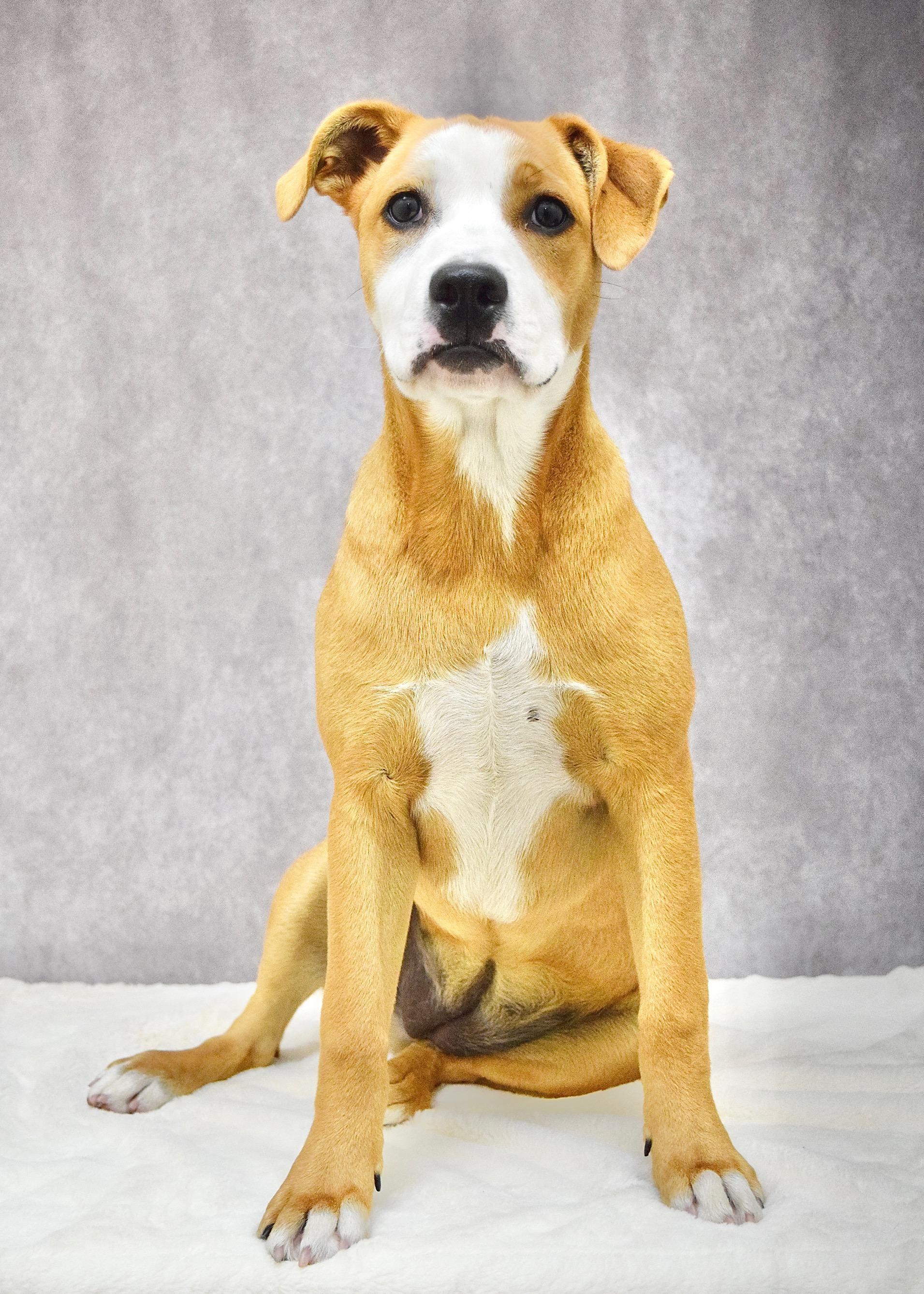 Jenny, a ADOPTABLE Pit Bull Terrier in Dublin, CA image 3/5