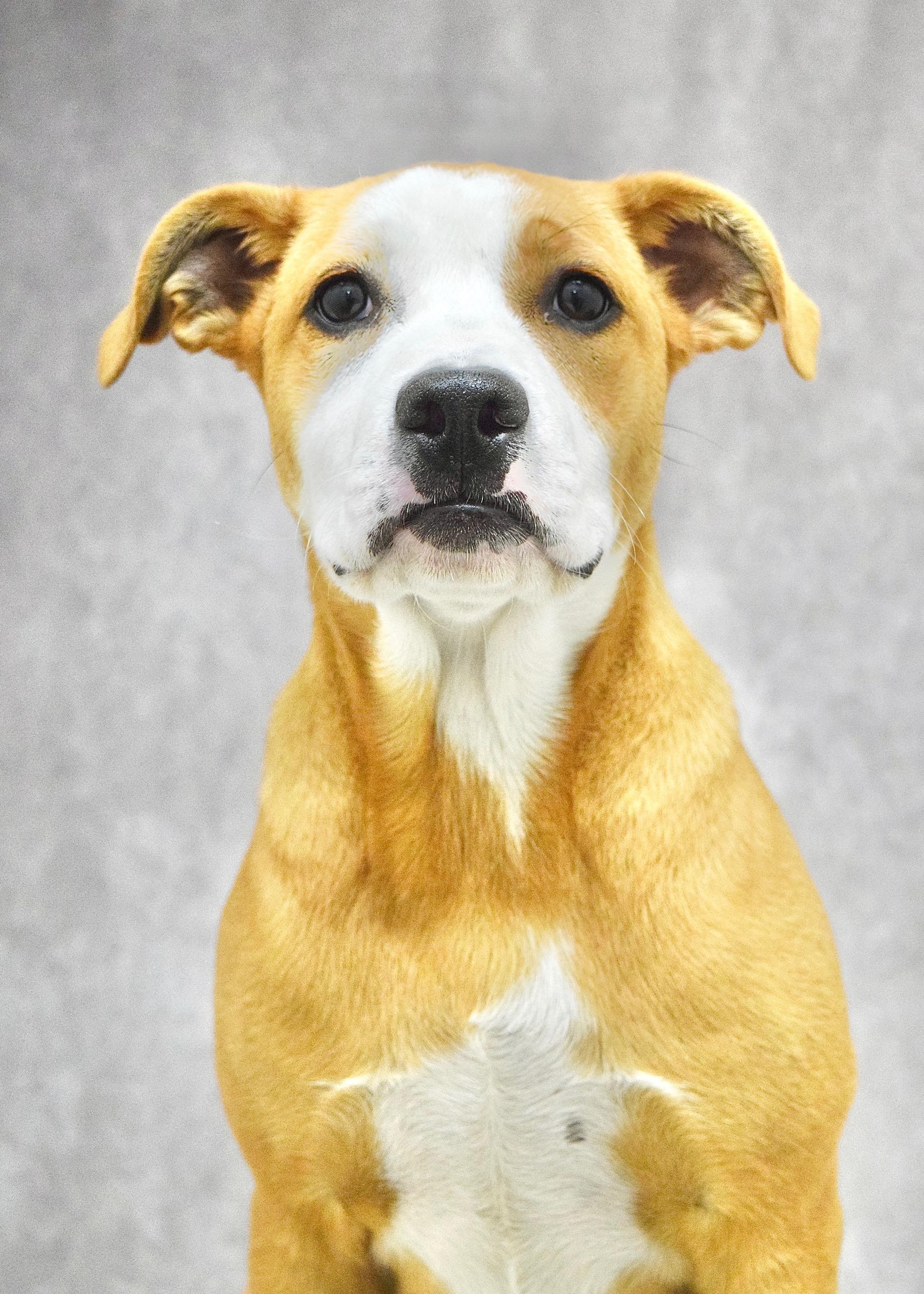Jenny, a ADOPTABLE Pit Bull Terrier in Dublin, CA image 4/5