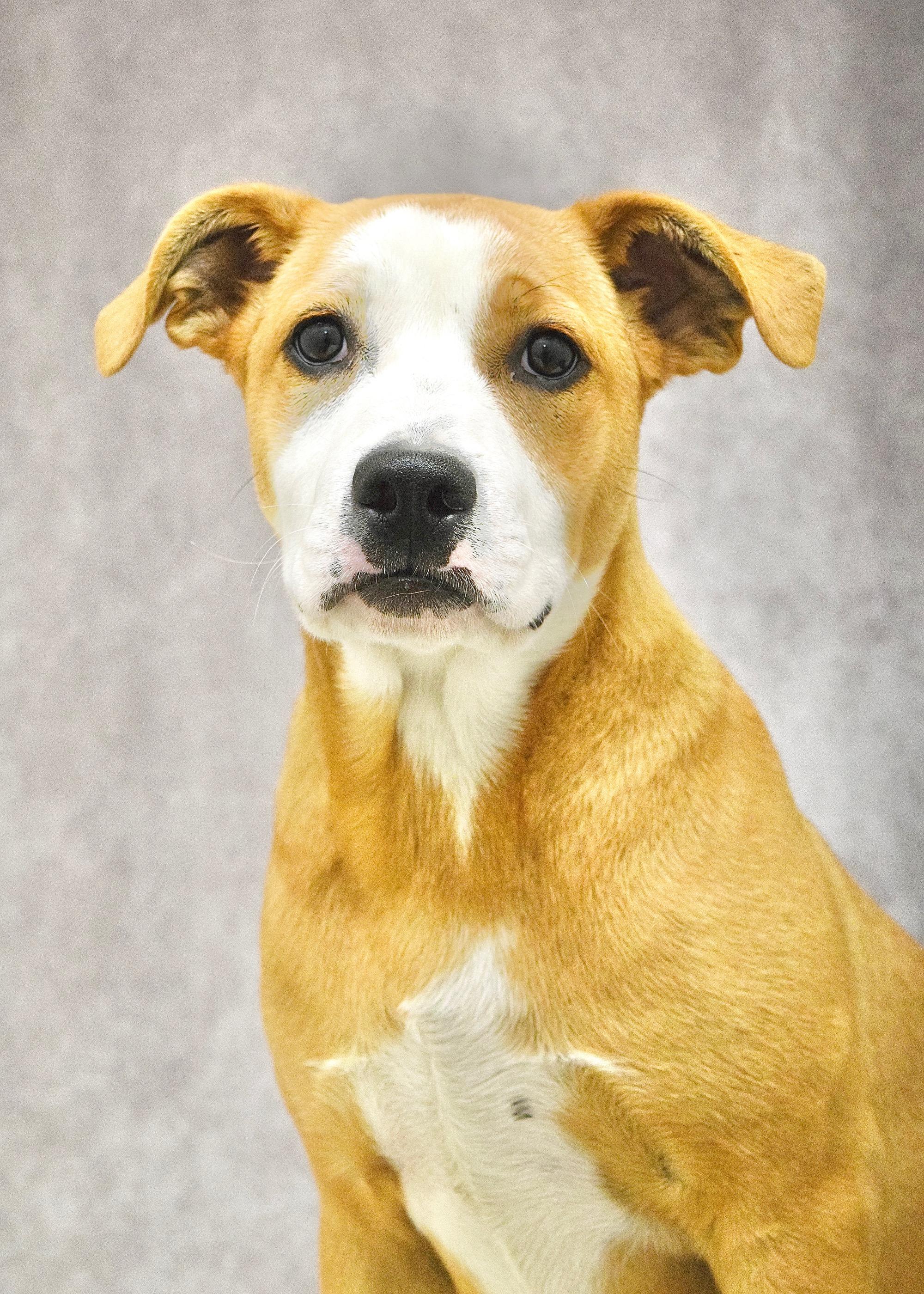 Jenny, ADOPTABLE, Puppy Female Pit Bull Terrier.