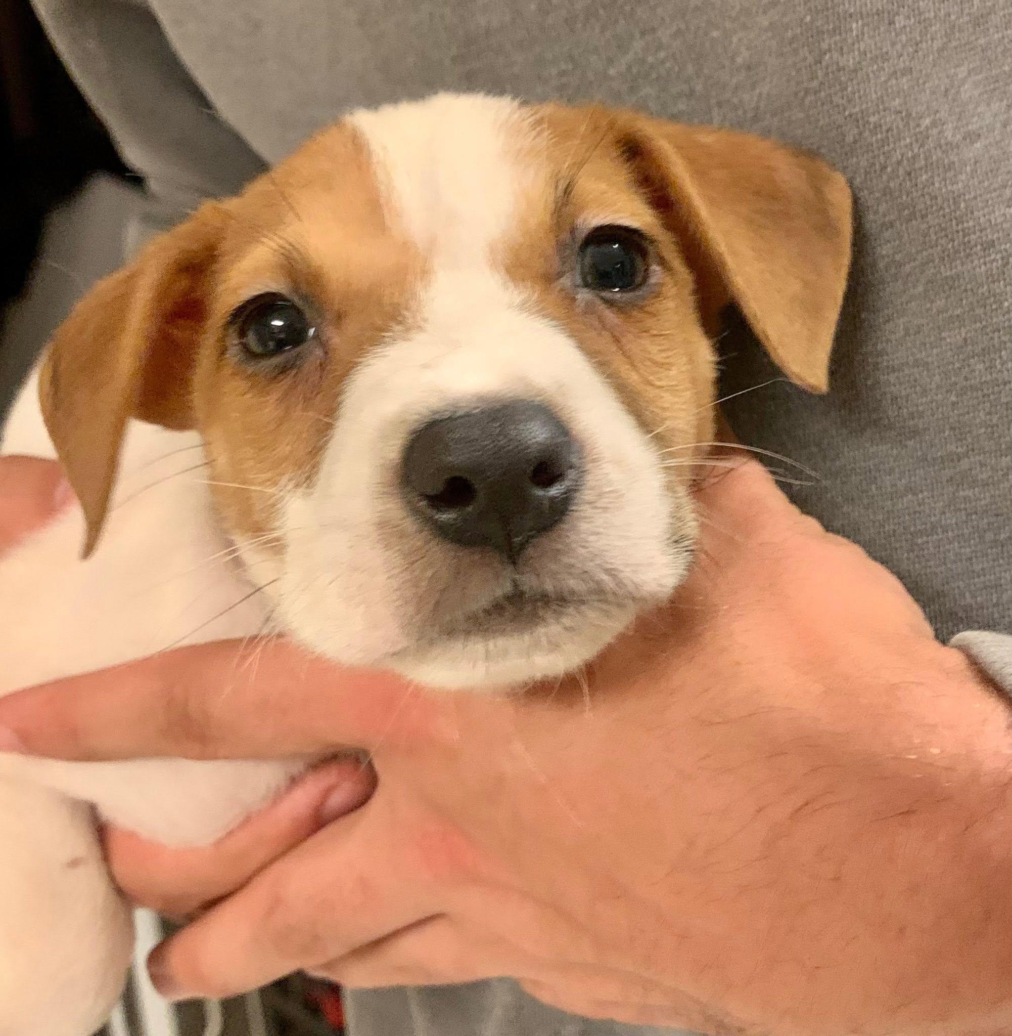 Enlarge Ancho Pinky, a Adoptable mixed breed in Dayton, OH image 6/6