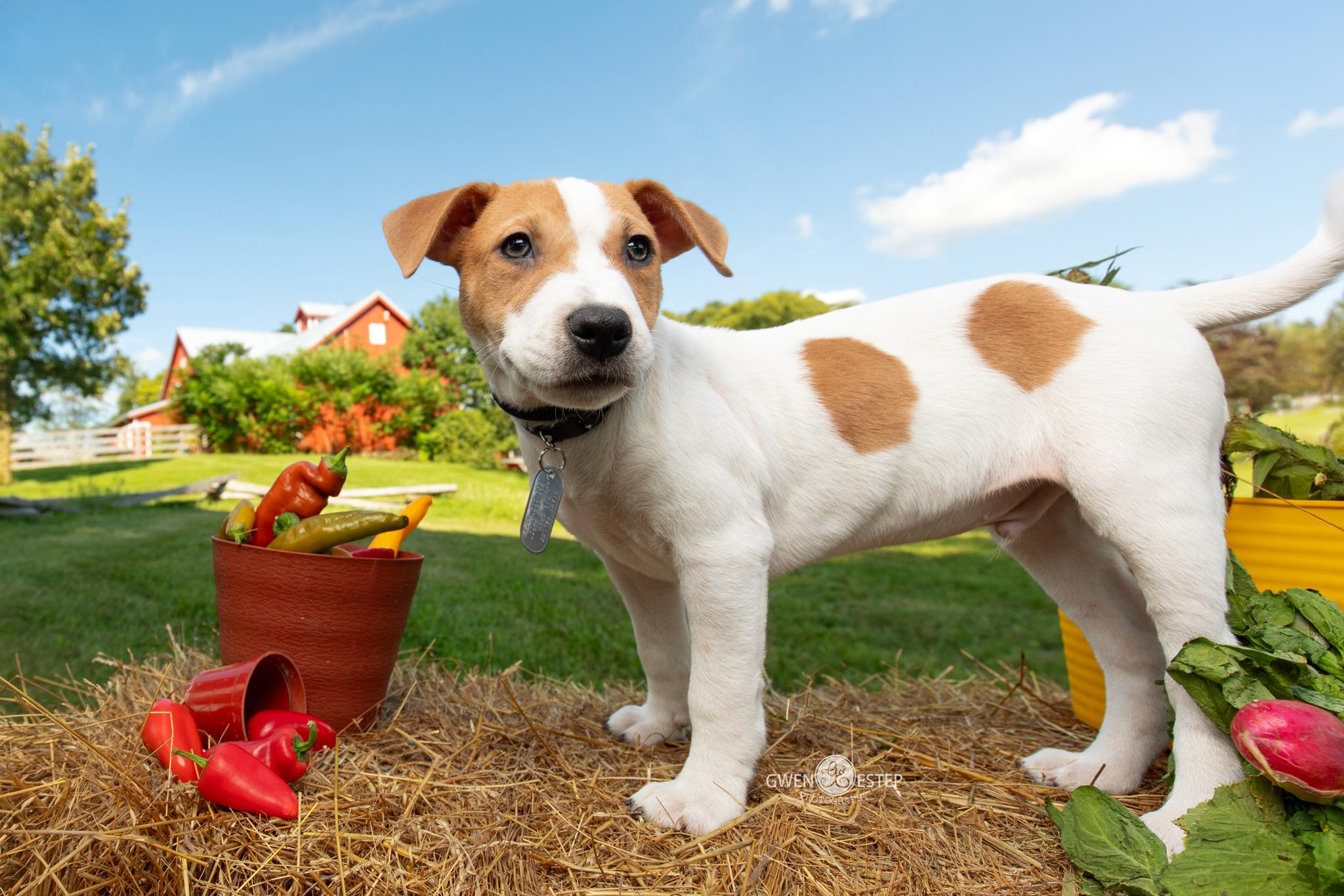 Enlarge Ancho Pinky, a Adoptable mixed breed in Dayton, OH image 2/6
