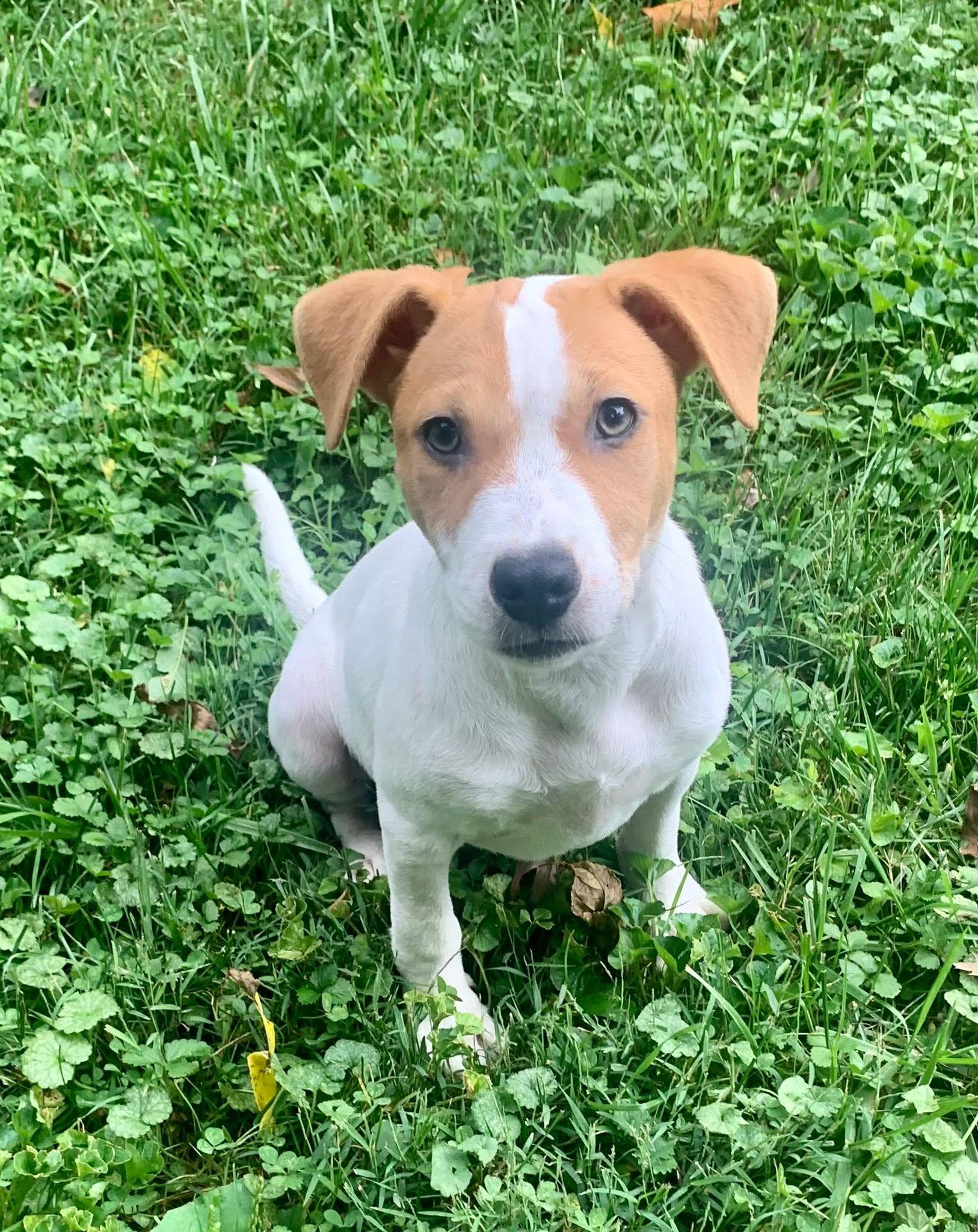 Enlarge Ancho Pinky, a Adoptable mixed breed in Dayton, OH image 4/6