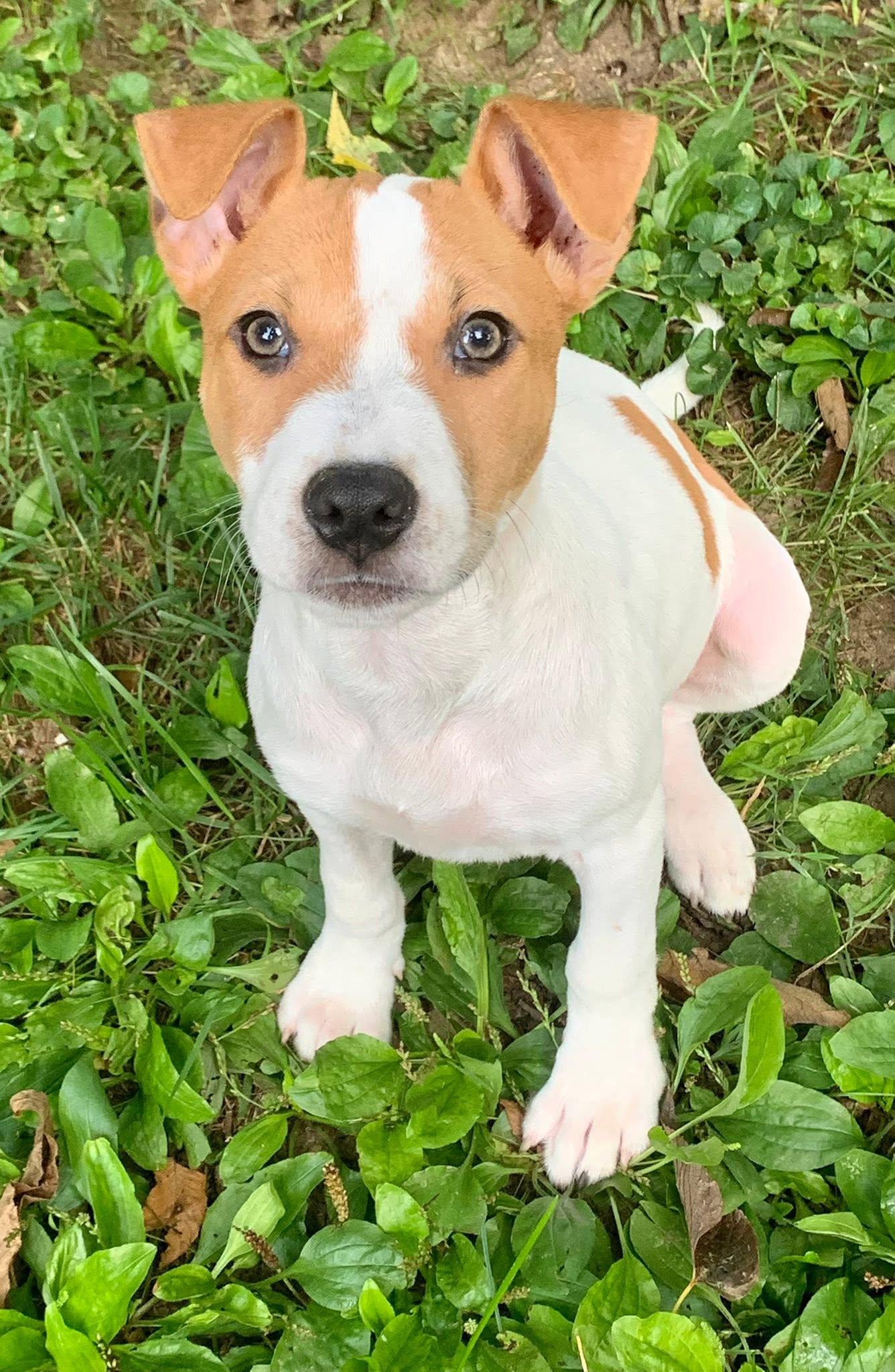 Enlarge Ancho Pinky, a Adoptable mixed breed in Dayton, OH image 6/6