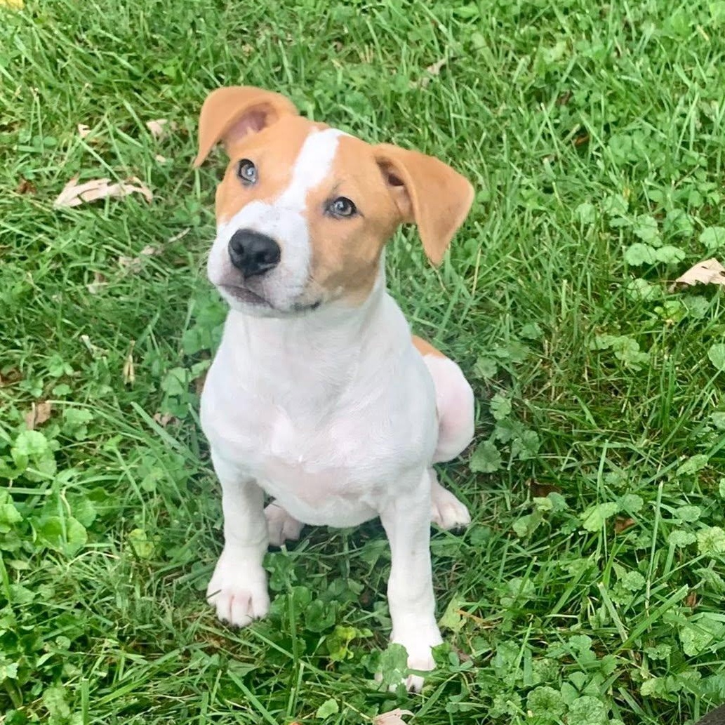 Enlarge Ancho Pinky, a Adoptable mixed breed in Dayton, OH image 5/6