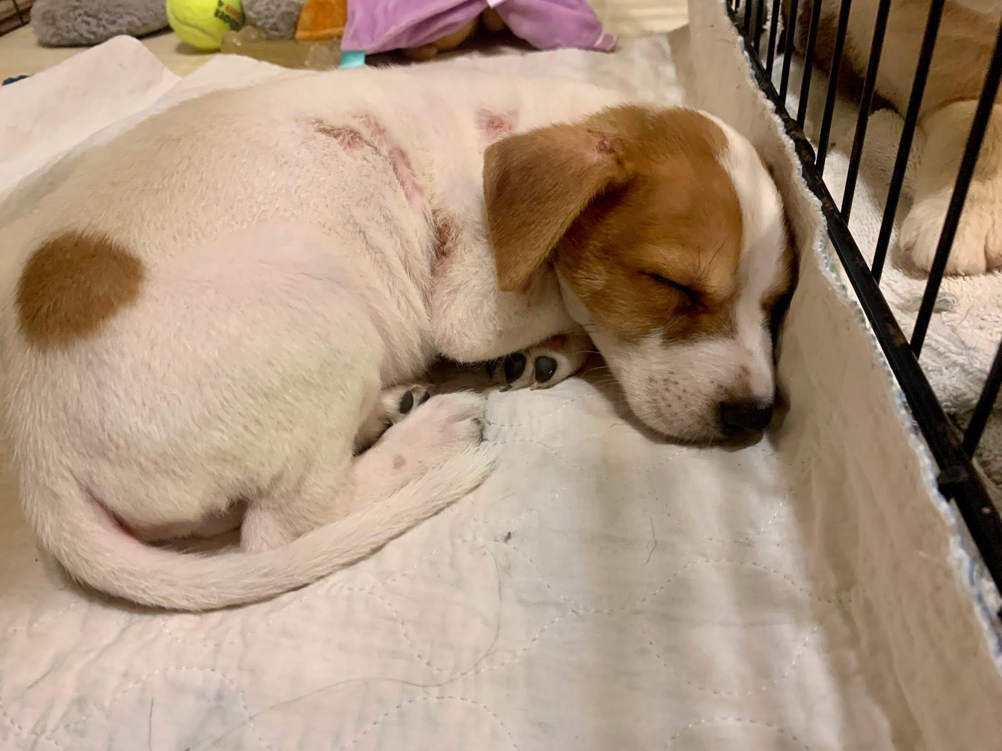 Enlarge Ancho Pinky, a Adoptable mixed breed in Dayton, OH image 5/6