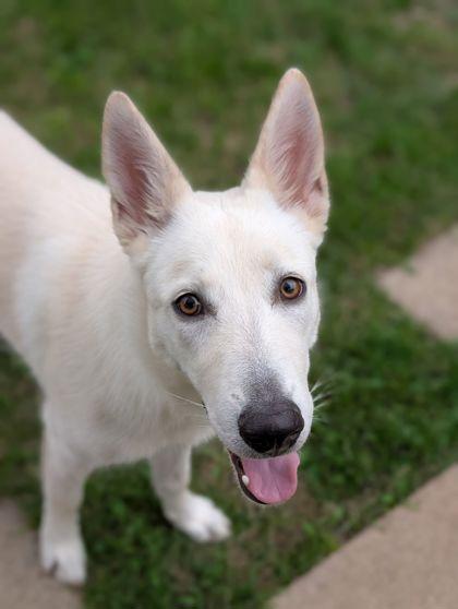 Raven, Adoptable, Adult Female German Shepherd Dog & Mixed Breed.
