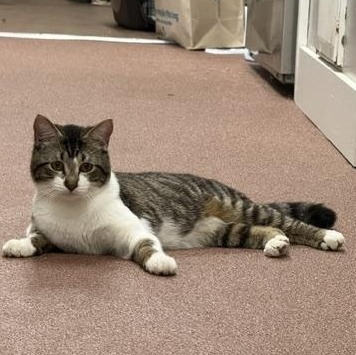 Enlarge Kreuger, a ADOPTABLE Domestic Short Hair in Saranac Lake, NY image 3/3