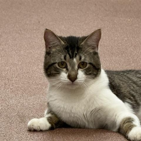 Enlarge Kreuger, a ADOPTABLE Domestic Short Hair in Saranac Lake, NY image 2/3