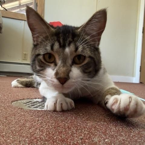 Enlarge Kreuger, a ADOPTABLE Domestic Short Hair in Saranac Lake, NY image 1/3