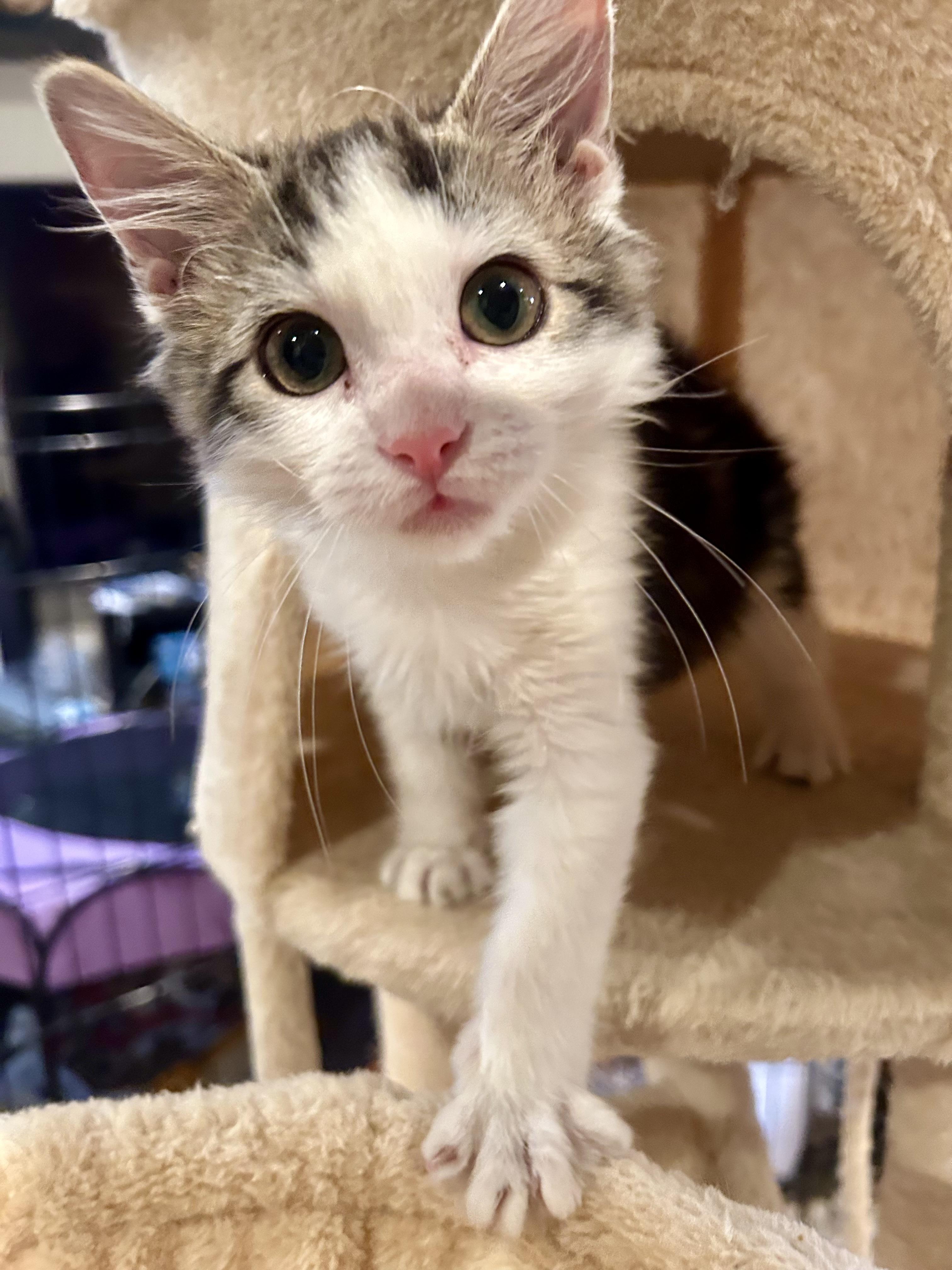 Jack-Jack (playful / spirited /loving), Baby Male unknown