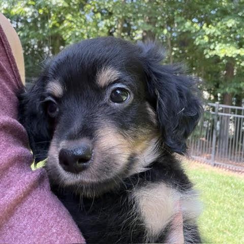 Enlarge Roy, a ADOPTABLE mixed breed in Midlothian, VA image 4/6