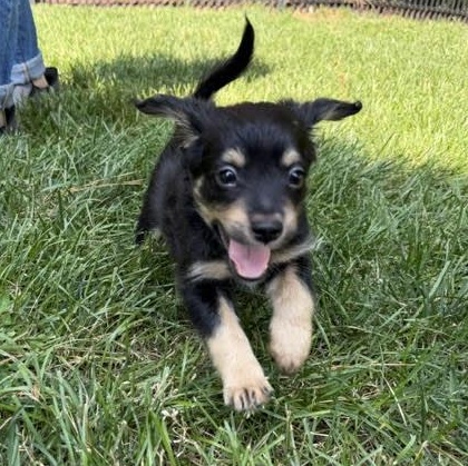 Enlarge Roy, a ADOPTABLE mixed breed in Midlothian, VA image 3/6