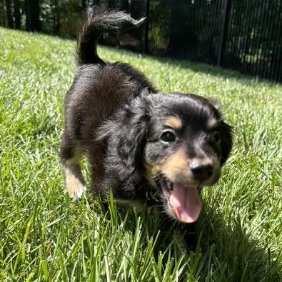 Roy, ADOPTABLE, Puppy Male Chihuahua.