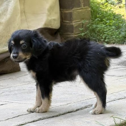 Enlarge Roy, a ADOPTABLE mixed breed in Midlothian, VA image 6/6