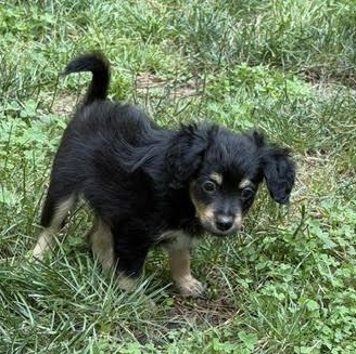 Enlarge Roy, a ADOPTABLE mixed breed in Midlothian, VA image 2/6